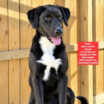 Raven -  Black Labrador Retriever Dog for Adoption in Oviedo, Florida - Raven | PetCurious