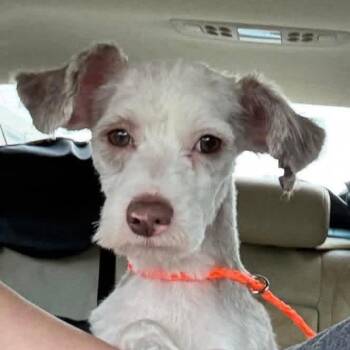 Davie -  Miniature Poodle Dog for Adoption in Madison, Wisconsin - Davie | PetCurious