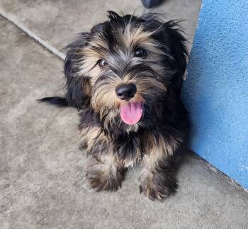 Georgie -  Shih Tzu and Yorkshire Terrier Dog for Adoption in Victorville, California - Georgie | PetCurious