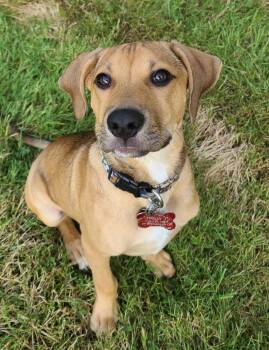 Jasper -  Beagle Dog for Adoption in Tonawanda, New York - Jasper | PetCurious
