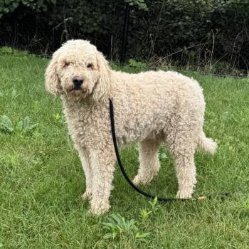 Koda -  Standard Poodle Dog for Adoption in Fort Wayne, Indiana - Koda | PetCurious