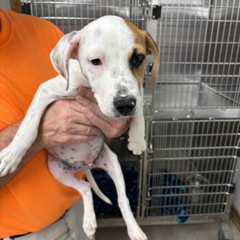 Rescue Mixed Breed Dogs for Adoption in Savannah, Georgia - Roscoe | PetCurious