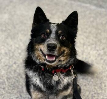 Ringo -  Australian Cattle Dog Blue Heeler Dog for Adoption in Golden, Colorado - Ringo | PetCurious