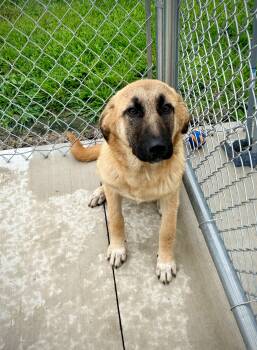 Ashlee -  German Shepherd Dog Dog for Adoption in Kalamazoo, Michigan - Ashlee | PetCurious