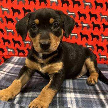 Rubble -  Dachshund and Chihuahua Dog for Adoption in Washburn, Missouri - Rubble | PetCurious