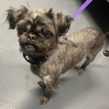 Baby Bear -  Mixed Breed Dog for Adoption in Allentown, Pennsylvania - Baby Bear | PetCurious