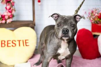 Pit Bull Terrier Dogs Available for Adoption in Minneapolis, Minnesota - SASSY | PetCurious