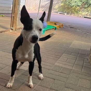 Moo -  American Staffordshire Terrier Dog for Adoption in Spring, Texas - Moo | PetCurious