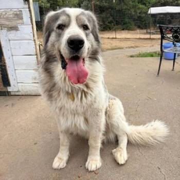 LENNY -  Great Pyrenees Dog for Adoption in Richmond, California - LENNY | PetCurious