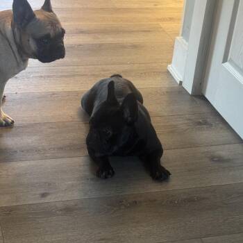 China -  French Bulldog Dog for Adoption in Huber Heights, Ohio - China | PetCurious