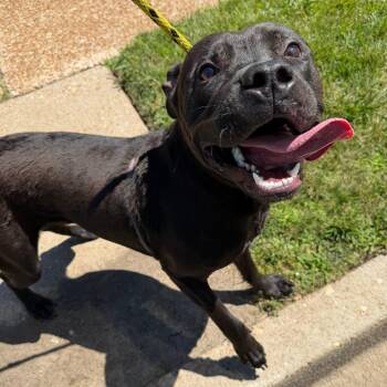 Jamba Juice -  Black Labrador Retriever and Terrier Dog for Adoption in St. Louis, Missouri - Jamba Juice | PetCurious