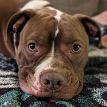 Pit Bull Terrier Dogs Available for Adoption in Riverwoods, Illinois - Joel | PetCurious