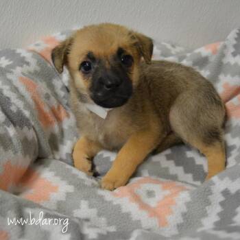 Taco -  Chihuahua and Mixed Breed Dog for Adoption in Cheyenne, Wyoming - Taco | PetCurious