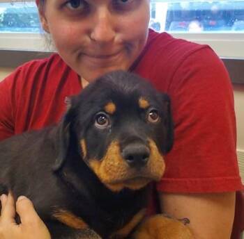 Delilah -  Rottweiler Dog for Adoption in Kansas City, Missouri - Delilah | PetCurious