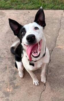 Motor Oil -  Border Collie Dog for Adoption in Tulsa, Oklahoma - Motor Oil | PetCurious