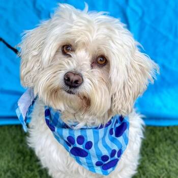 Maltipoo Dogs Available for Adoption - WINSTON | PetCurious
