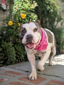 Butterball -  Pit Bull Terrier Dog for Adoption in West Hollywood, California - Butterball | PetCurious