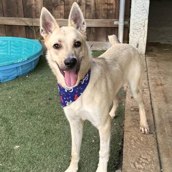 Tiny -  Shepherd and Mixed Breed Dog for Adoption in La Grange, Kentucky - Tiny | PetCurious