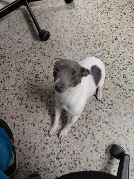 Rat Terrier Dogs Available for Adoption in Jacksonville, Florida - Harrison | PetCurious