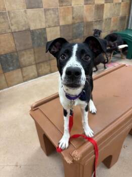 Pit Bull Terrier and Border Collie Dogs Available for Adoption in Fort Collins, Colorado - Cocopelli | PetCurious