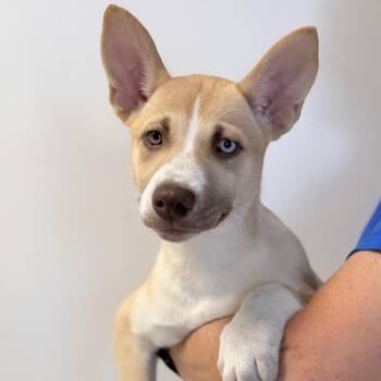 Emerald -  Mixed Breed Dog for Adoption in Medford, Oregon - Emerald | PetCurious
