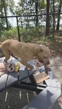 Sampson -  Mixed Breed Dog for Adoption in Georgetown, South Carolina - Sampson | PetCurious