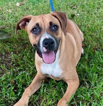 MIa -  Boxer Dog for Adoption in Washington, District Of Columbia - MIa | PetCurious