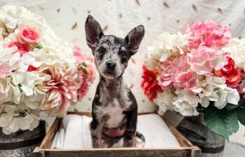 Australian Shepherd and Chihuahua Dogs Available for Adoption in Newberg, Oregon - Mackentire | PetCurious