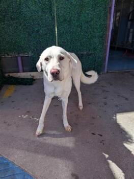 61593508 -  Labrador Retriever and Mixed Breed Dog for Adoption in El Paso, Texas - 61593508 | PetCurious