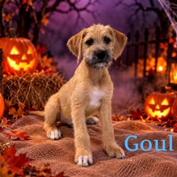Goul -  Mixed Breed Dog for Adoption in Joliet, Illinois - Goul | PetCurious