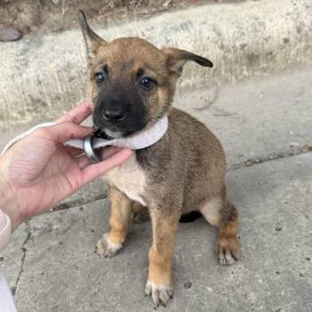 Mabel -  German Shepherd Dog Dog for Adoption in Harlingen, Texas - Mabel | PetCurious