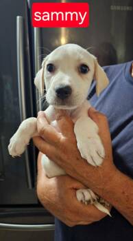Sammy -  Labrador Retriever Dog for Adoption in Fort Worth, Texas - Sammy | PetCurious