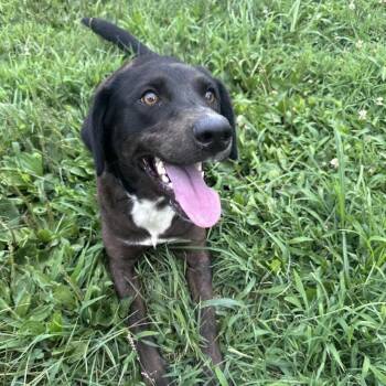 Mabel -  Catahoula Leopard Dog and Black Labrador Retriever Dog for Adoption in Mount Vernon, Indiana - Mabel | PetCurious
