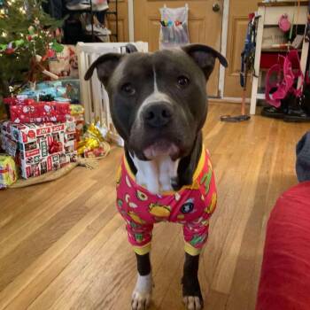 Juni B. Bones (fka Junious) -  Pit Bull Terrier Dog for Adoption in York, Pennsylvania - Juni B. Bones (fka Junious) | PetCurious
