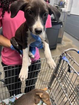 LATTE -  Pit Bull Terrier and Mixed Breed Dog for Adoption in Tallahassee, Florida - LATTE | PetCurious
