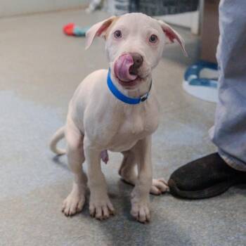 Terrier Dogs Available for Adoption - Braddock | PetCurious