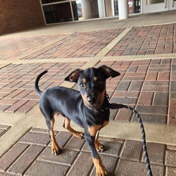Corduroy -  Miniature Pinscher Dog for Adoption in Ogontz Campus, Pennsylvania - Corduroy | PetCurious