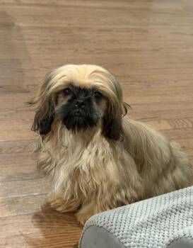Shih Tzu Dogs Available for Adoption - Luca | PetCurious