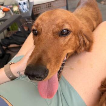 Zelda Jane (Benefactor Puppy) -  Golden Retriever Dog for Adoption in New Orleans, Louisiana - Zelda Jane (Benefactor Puppy) | PetCurious