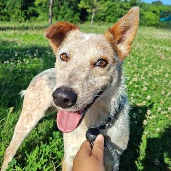 Bindi -  Australian Cattle Dog Blue Heeler Dog for Adoption in Springdale, Arkansas - Bindi | PetCurious