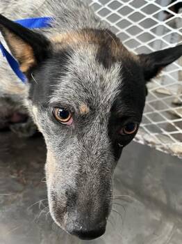 Australian Cattle Dog Blue Heeler Dogs Available for Adoption in Thousand Oaks, California - Sparkles - URGENT AND AT RISK | PetCurious