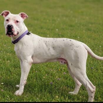 Boyd -  Boxer Dog Available for Adoption in Olney, Illinois - Boyd | PetCurious