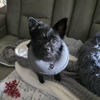 Ella Mae -  Yorkshire Terrier and Chihuahua Dog for Adoption in Cleveland, Tennessee - Ella Mae | PetCurious