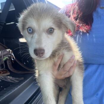 Kodiak -  Husky Dog for Adoption in Waco, Texas - Kodiak | PetCurious