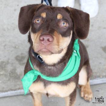Par -  Labrador Retriever Dog for Adoption in Washington, District Of Columbia - Par | PetCurious