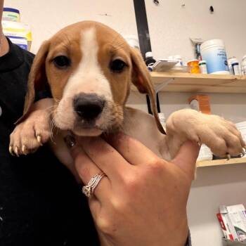 Mixed Breed Dogs Available for Adoption in Lake Jackson, Texas - Whiskey | PetCurious