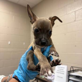 Draco -  Chihuahua and Mixed Breed Dog for Adoption in Birmingham, Alabama - Draco | PetCurious