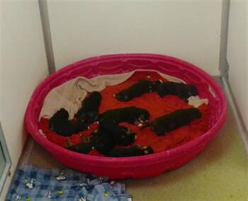 Rottweiler and Mixed Breed Dogs Available for Adoption - MAGIC | PetCurious