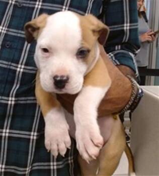 Boxer Dogs Available for Adoption in Oklahoma City, Oklahoma - A474820 | PetCurious