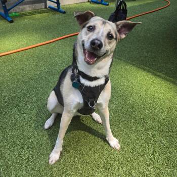 Kima -  Mixed Breed Dog for Adoption in Westhampton, New York - Kima | PetCurious